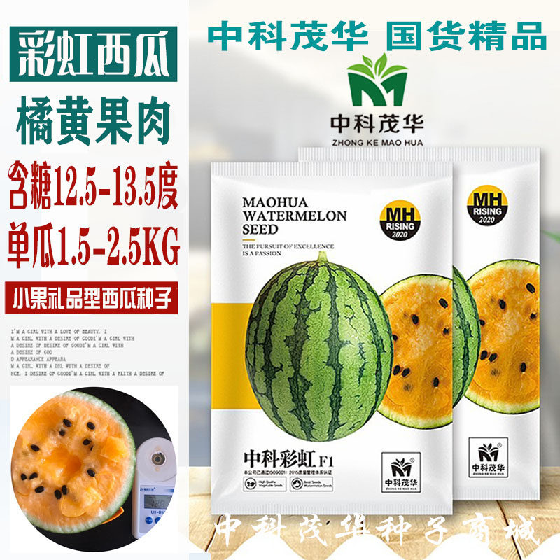 彩虹西瓜种子春季秋季橙黄肉橘瓤盆栽四季特色小型礼品西瓜种籽孑