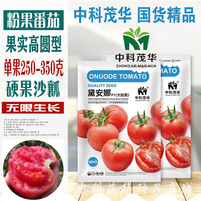 中科茂华蔬菜种子西红柿