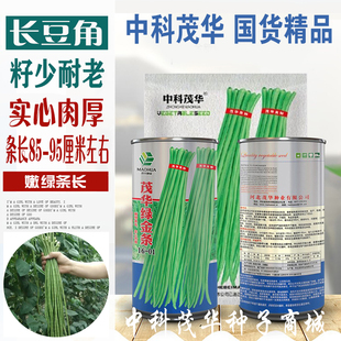 中科茂华蔬菜种子绿金条豇豆种子翠绿色不鼓豆春秋露地长豆角种子
