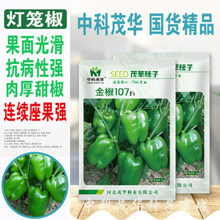 中科茂华金椒107甜椒种子909薄皮七彩椒苹果椒微辣柿子椒辣椒种子