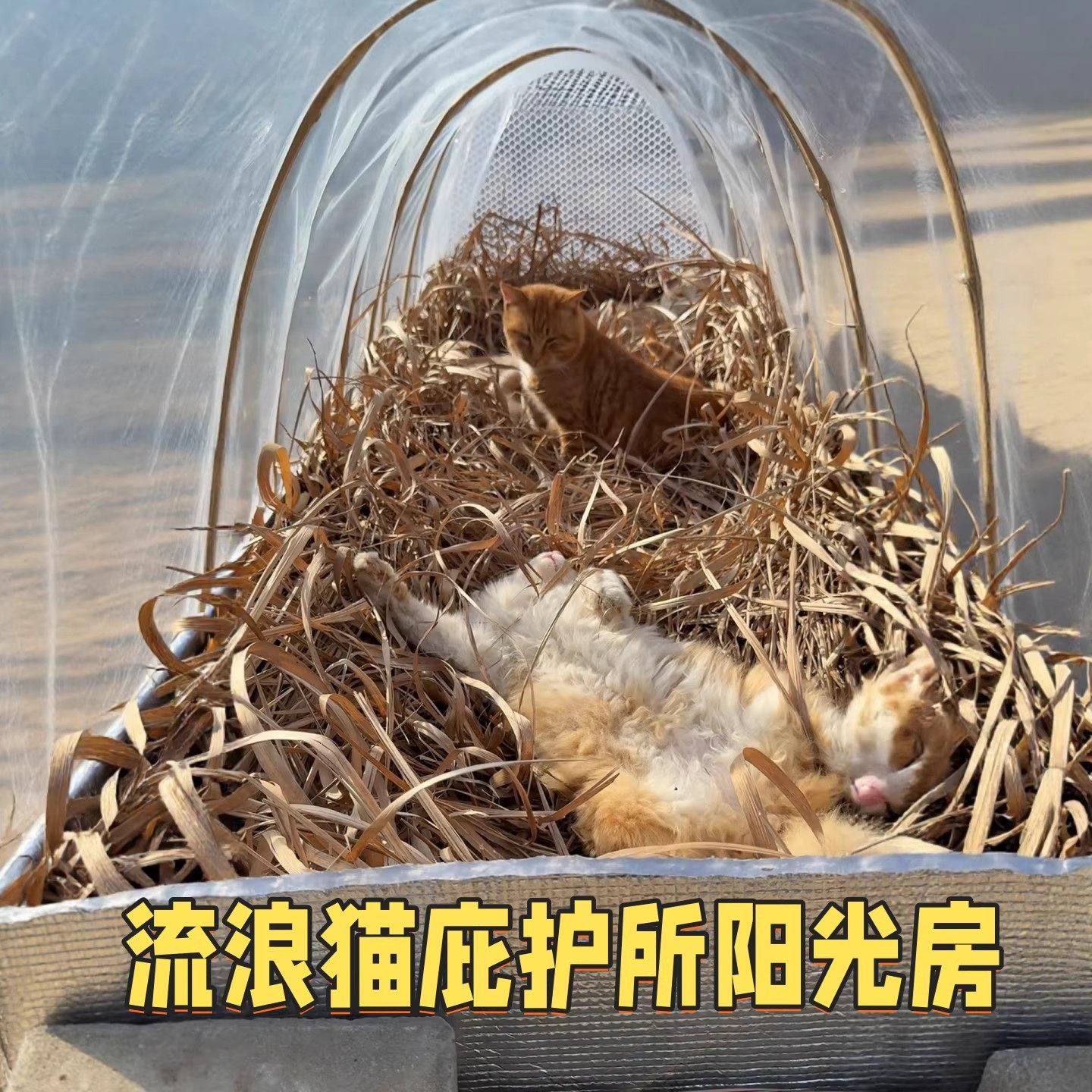 流浪猫户外窝大棚猫咪御寒保暖庇护所过冬天神器喂食屋遮雨棚帐篷