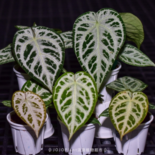 浇浇植物超市JOJOplant skg银杂红水晶杂铜锣烧 花烛