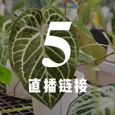 【直播5】浇浇植物超市JoJoplant
