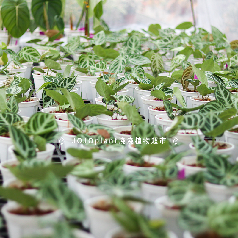 浇浇植物铜锣烧银刷子花烛anthurium Dorayaki原种进口观叶热植