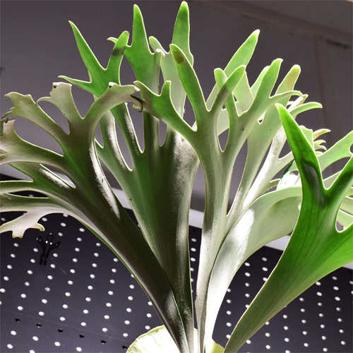 浇浇【白色系鹿角蕨】月光/水汽/黄月/银狐/奥妙/白二岐/安爪