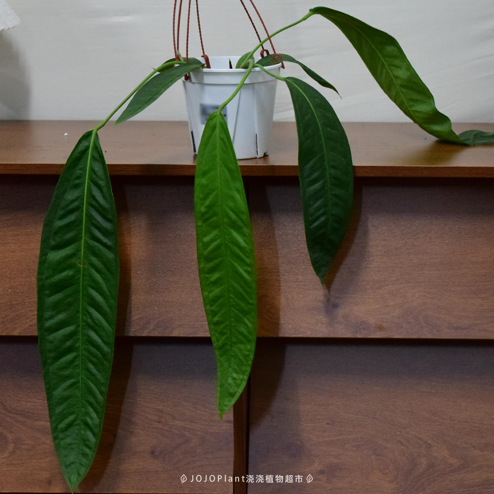 豌豆荚领带花烛   室内垂吊观叶雨林植物室内盆栽  浇浇植物超市