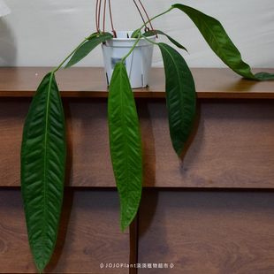 【直播】豌豆荚领带花烛   室内观叶植物室内盆栽  浇浇植物超市