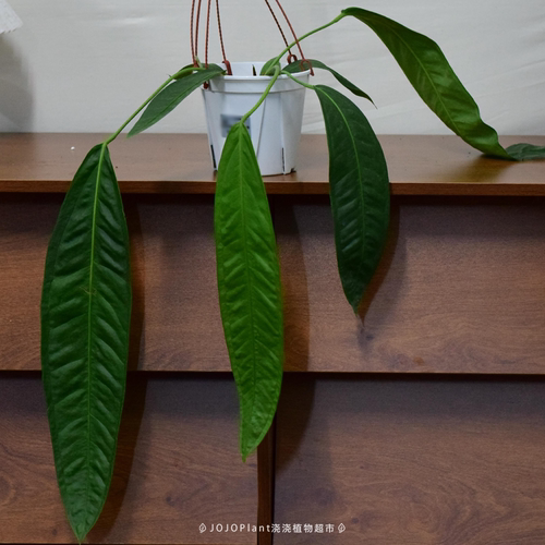 【直播】豌豆荚领带花烛   室内观叶植物室内盆栽  浇浇植物超市