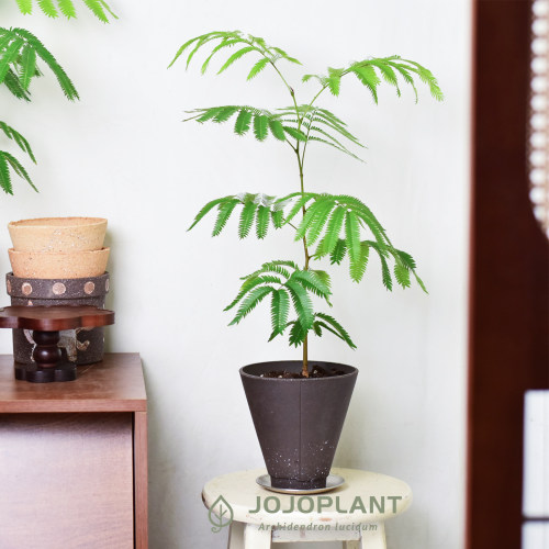 密叶猴耳环桌面室内耐阴易养