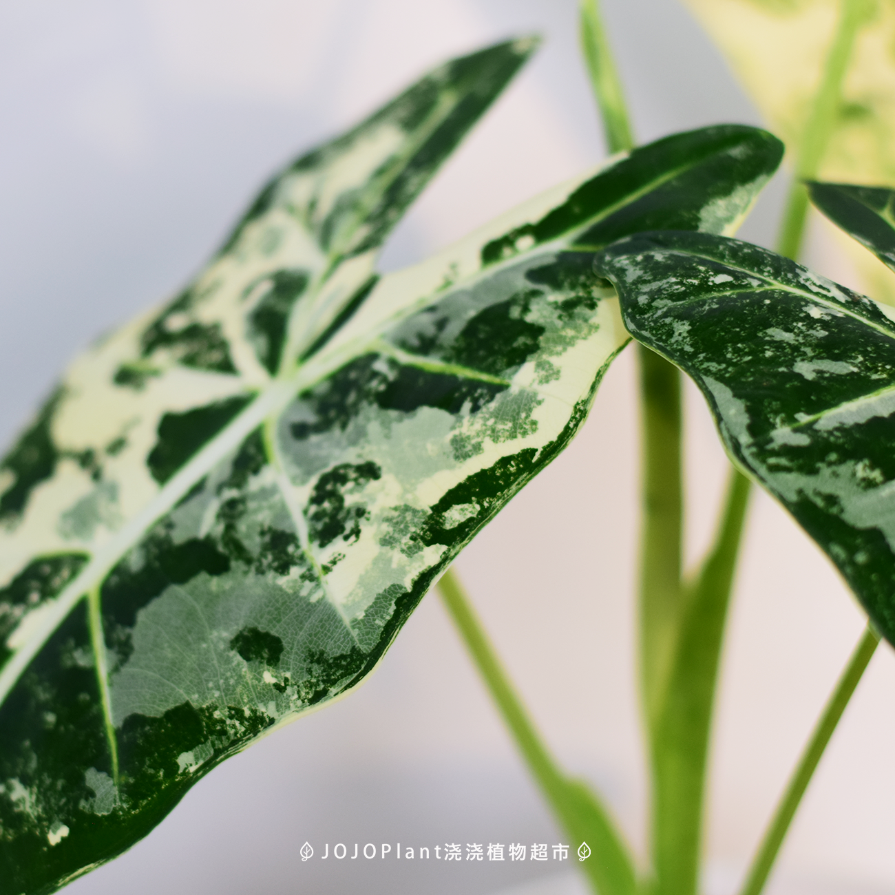 鹅锦/绿天鹅绒海芋锦美丽锦化植物稀有热植BP 浇浇植物超市