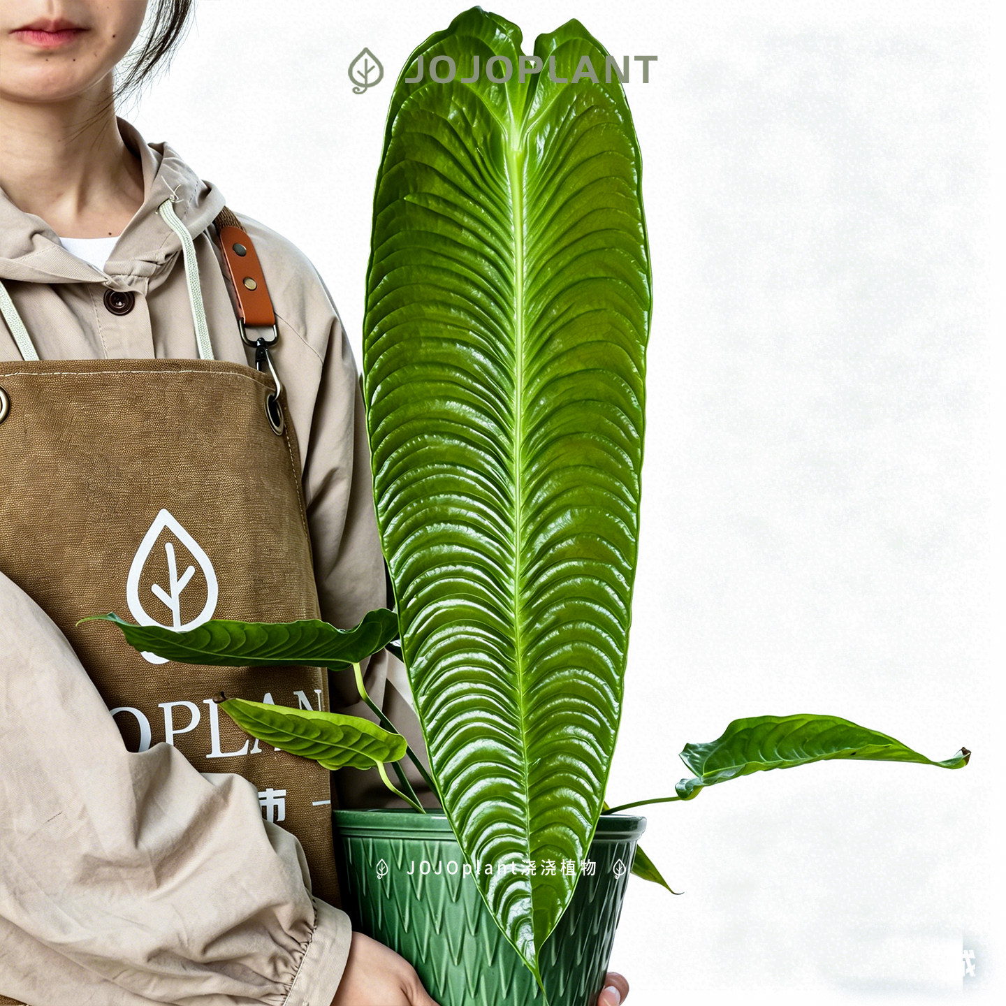 火鹤王花烛 原种进口热植稀有雨林植物室内盆栽浇浇植物