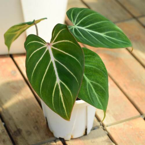 【直播】明脉蔓绿绒  进口观叶热植ins风耐晒室内好养盆栽