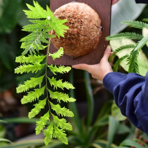 直播【缀化槲蕨】耐阴雨林盆栽室内ins风植物好养蕨类好养护 浇浇