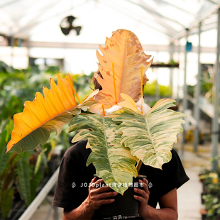 焦糖大理石蔓绿绒 室内大型盆栽绿植 浇浇植物原种进口锦化植物