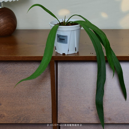 【直播】维塔领带花烛  室内垂吊观叶雨林植物  浇浇植物超市