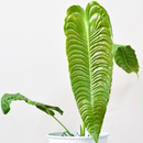 火鹤王花烛 稀有雨林植物室内盆栽浇浇植物超市 原种进口热植小苗