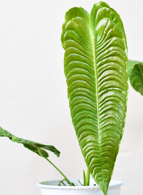 火鹤王花烛 原种进口热植小苗 稀有雨林植物室内盆栽浇浇植物超市