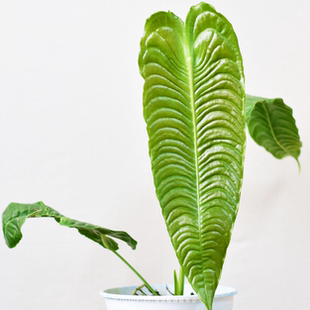 火鹤王花烛 稀有雨林植物室内盆栽浇浇植物超市 原种进口热植小苗