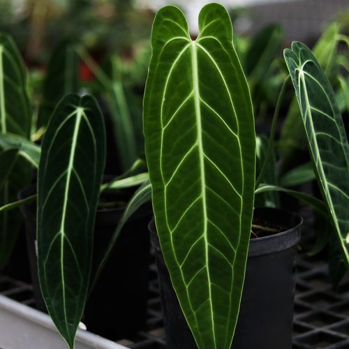 火鹤后花烛 原种进口观叶热植稀有雨林植物室内 浇浇植物
