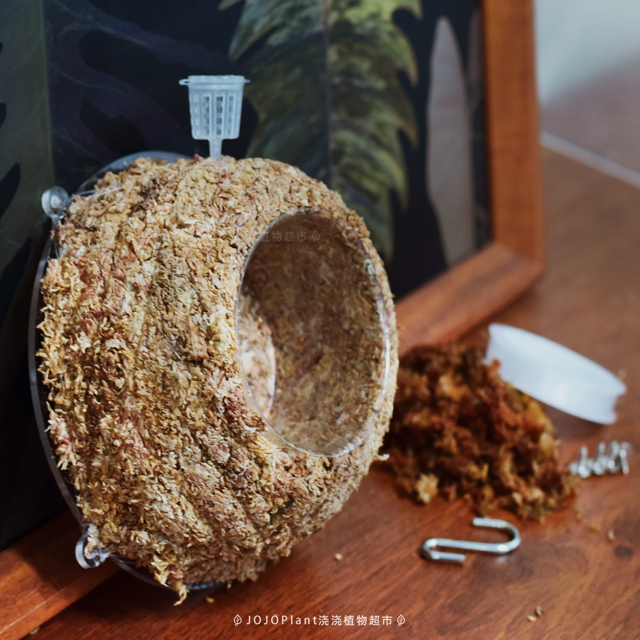 【水苔球】板植神器 JoJoPlant 智利进口水苔 鹿角蕨兰花蕨类通用