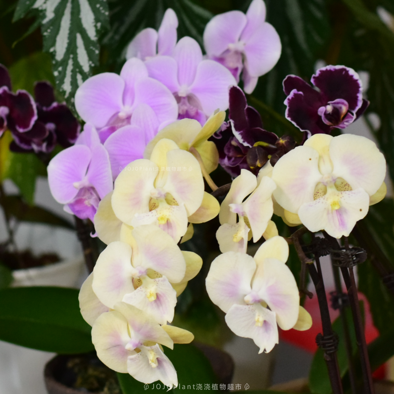 【蝴蝶兰合辑】 清新绿植带花苞室内耐阴好养 浇浇植物超市,鲜花速递/花卉仿真/绿植园艺,海芋,淘宝优惠券,粉丝福利购,淘宝优惠卷