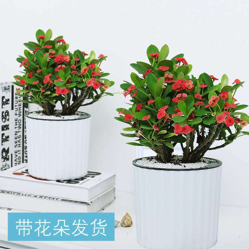 铁海棠盆栽花卉绿植物四季开花虎刺梅水培养殖观花净化空气绿植