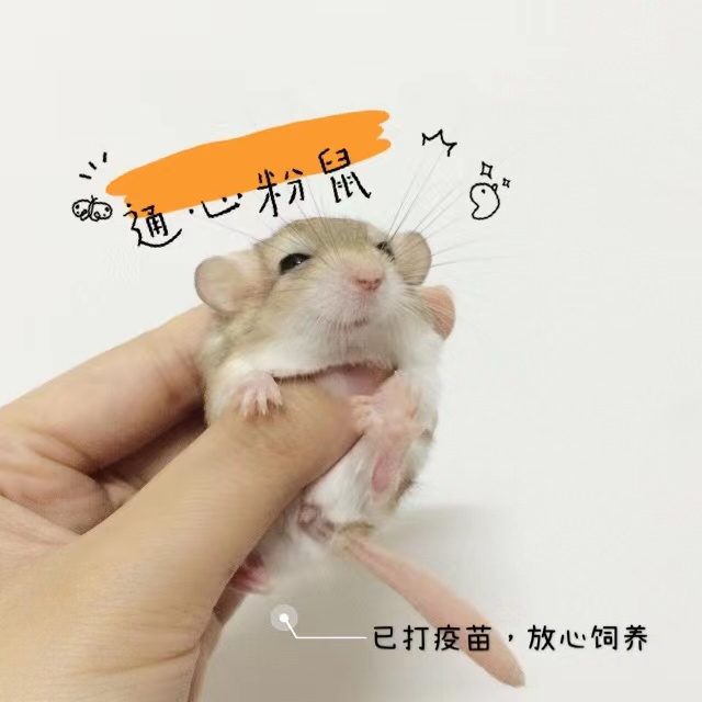 通心粉鼠自家繁殖北非肥尾沙鼠非洲迷你小宠仓鼠小型肥美学生宿舍