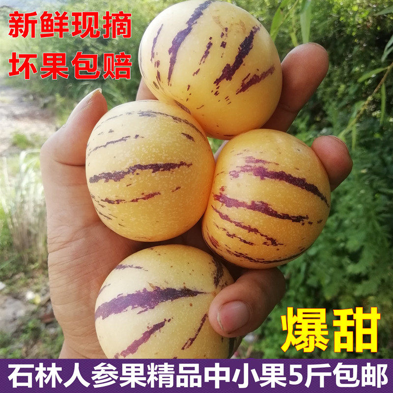 云南石林人参果中小圆果新鲜现摘现发香甜多汁人生果水果型人身果