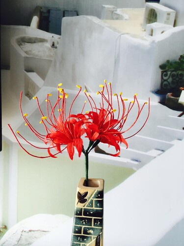 月华地狱少女多少钱 月华地狱少女价格 小麦优选