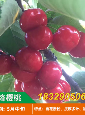 先锋樱桃树特大嫁接果苗盆栽车厘子果树庭院地载南北方种植树苗