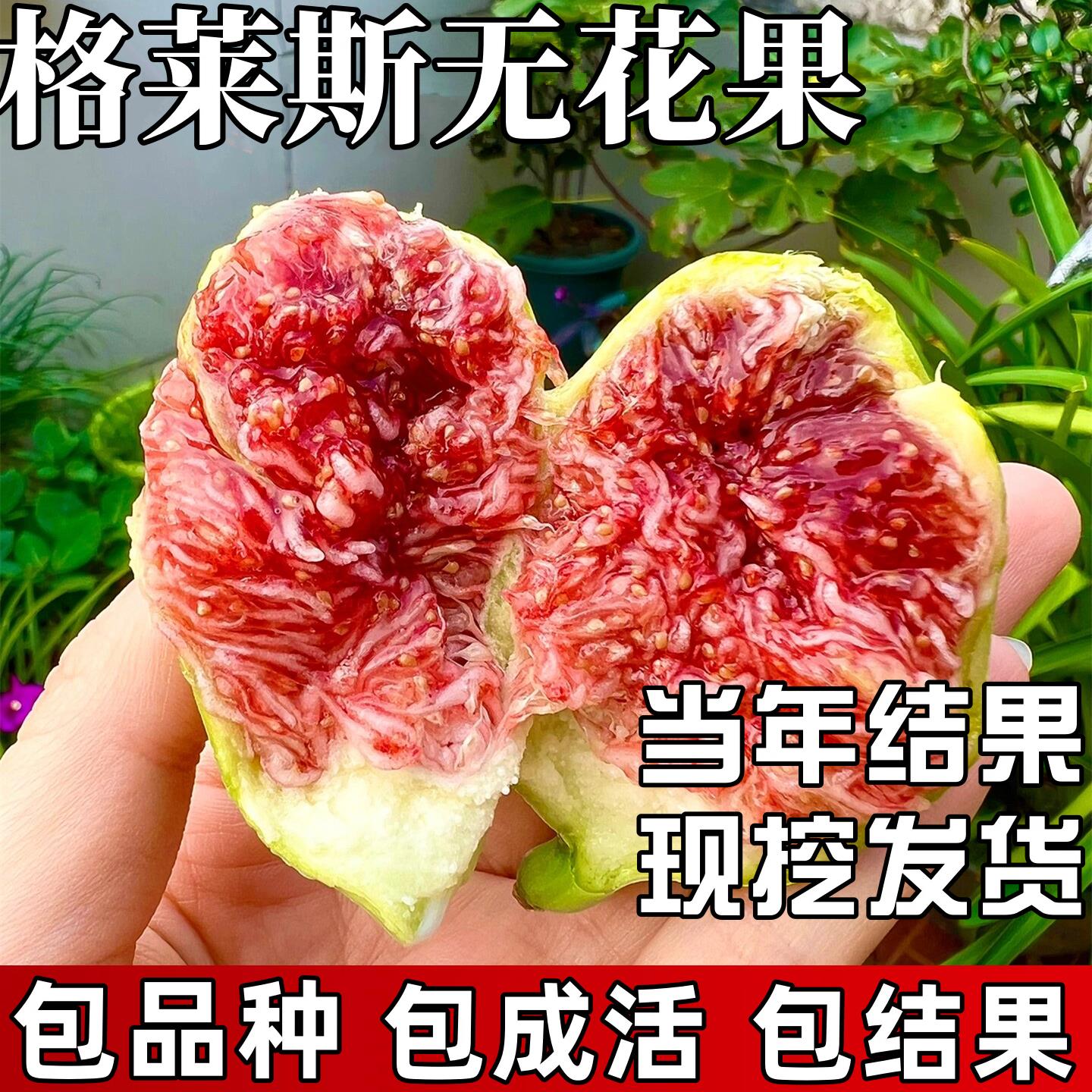 格莱斯无花果树果苗南北方耐寒特大号果树苗盆栽嫁接老桩当年结果