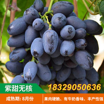 新品种果树苗木 紫甜无核（A17) 葡萄苗当年结果 晚熟南北方种植