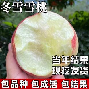 冬雪蜜桃苗南北方种植耐寒特大号晚熟桃树果苗盆栽嫁接当年结果