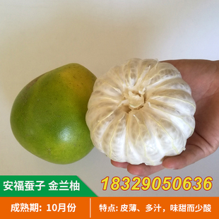 正宗安福蚕子金兰柚树苗江西萍乡柚子果苗井冈山白心金兰柚蜜柚苗