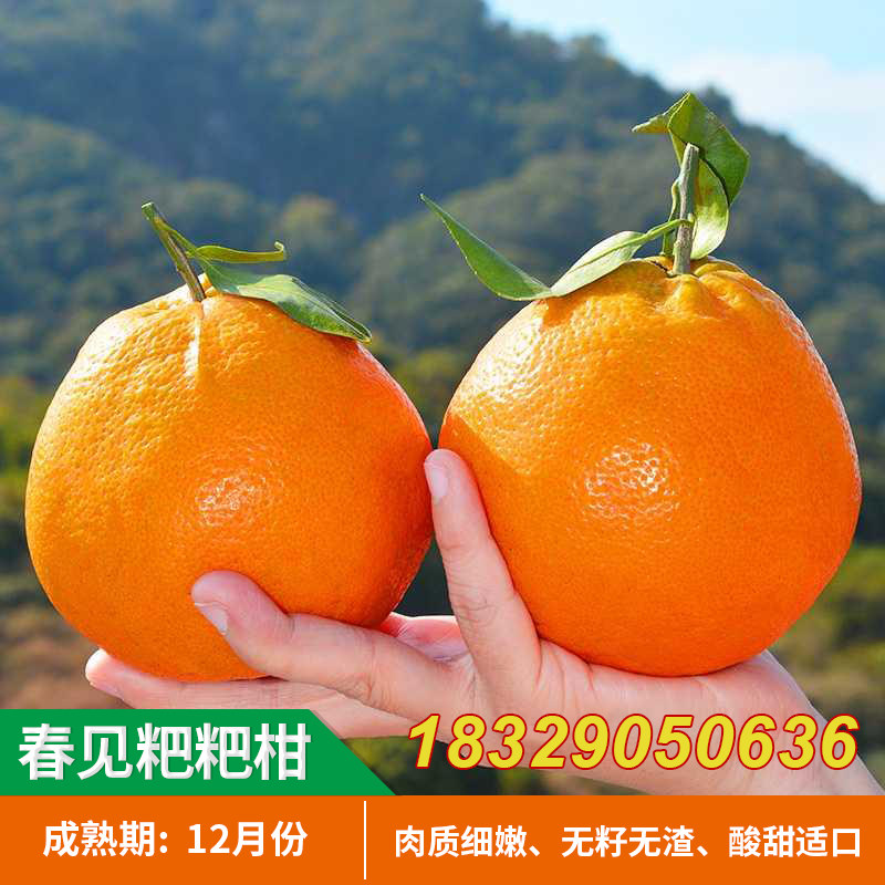 春见粑粑柑树苗沃柑苗丑橘桔子