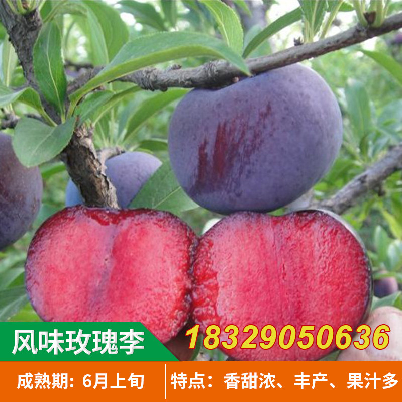 美国杏李苗 风味玫瑰李树苗 红肉李树苗 嫁接李子苗 南北方种植苗