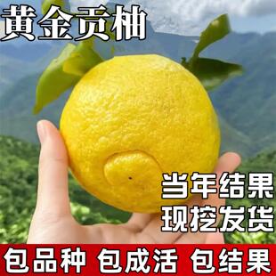 黄金贡柚苗庭院种植耐寒观赏柚子树大树苗盆栽嫁接果树当年结果
