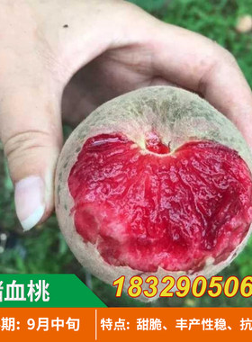 中华血桃苗 猪血桃苗 紫桃苗 春雨红血桃果树苗 新品种嫁接桃苗