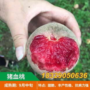 中华血桃苗 猪血桃苗 紫桃苗 春雨红血桃果树苗 新品种嫁接桃苗