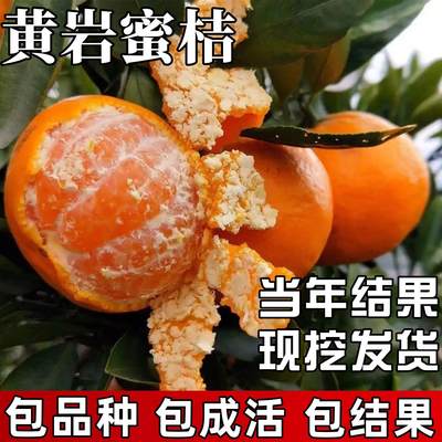 黄岩蜜橘树苗庭院地栽耐寒早熟桔子果苗带土盆栽嫁接蜜桔当年结果