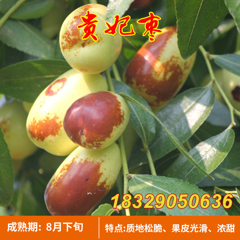 嫁接枣子树苗 甜枣苗 贵妃枣树苗罗江贵妃枣活苗南方北方种植果苗