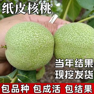 纸皮核桃树果苗南北方耐寒特大号活苗盆栽嫁接薄皮大树当年结果