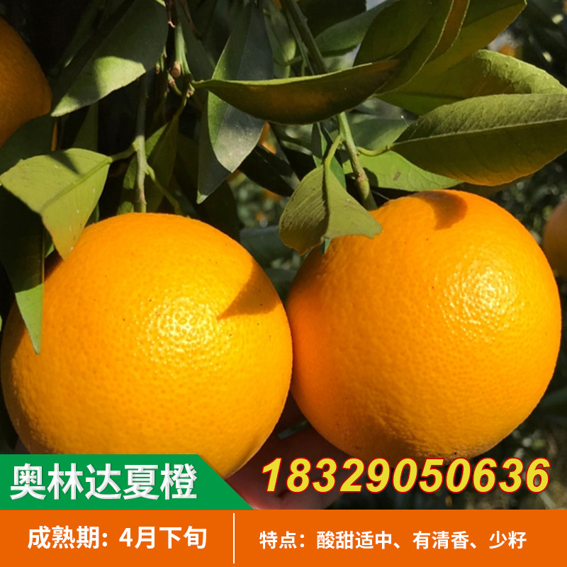 秭归夏橙苗嫁接澳琳达橙子树苗脐橙果苗清香少籽南方种植橙子水果
