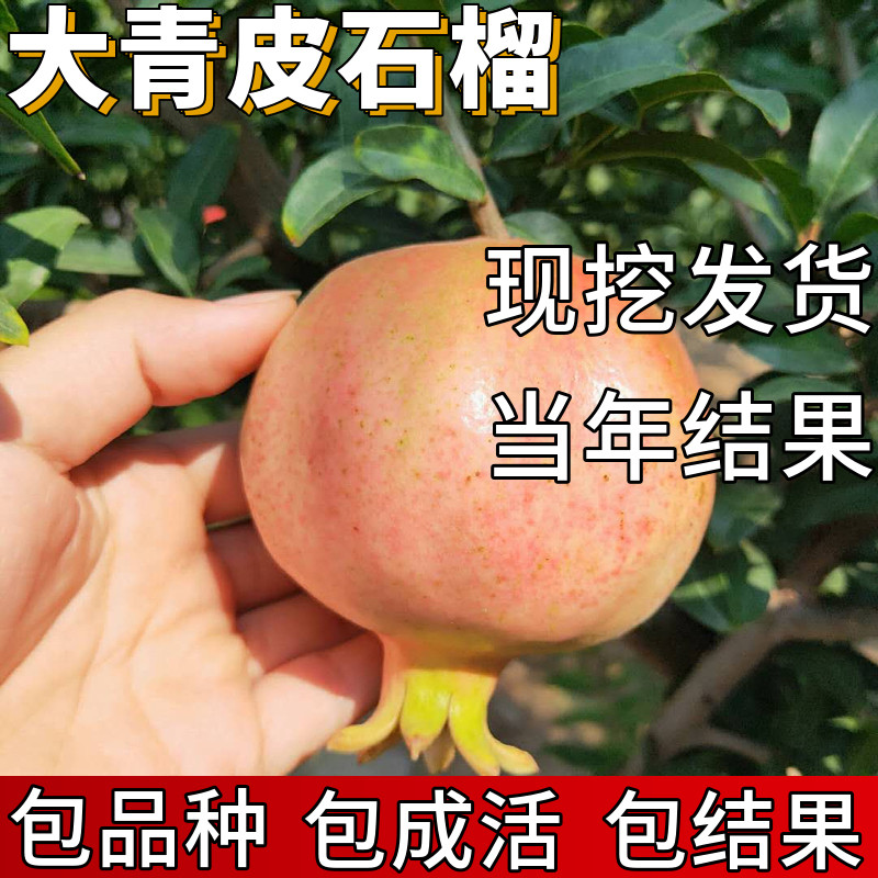 大青皮石榴树树苗南北方耐寒特大号果树盆栽嫁接软籽老桩当年结果