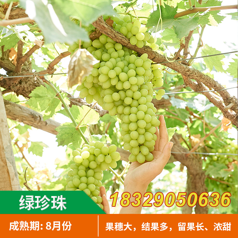 超甜新疆小葡萄 绿珍珠葡萄苗 无核白葡萄树盆地栽葡萄苗果树苗