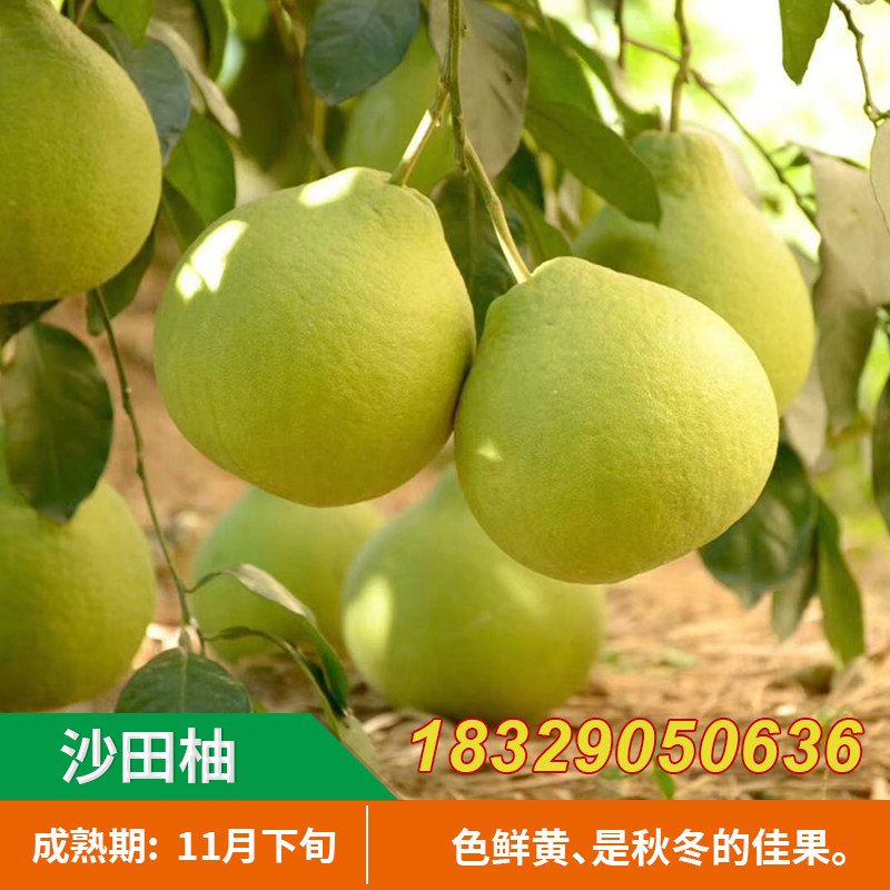 沙田柚树苗带果南方种当年结果