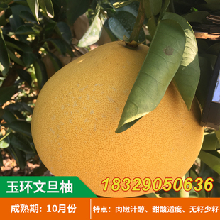 玉环文旦柚苗 嫁接白肉柚子果苗文旦柚子树苗 庭院盆栽果树苗包邮