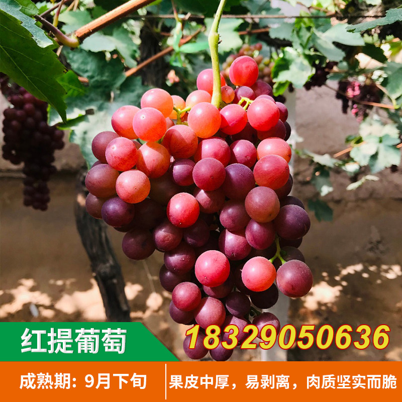 美国红提葡萄苗 红提子 红地球嫁接葡萄树苗当年结果南北方果树苗