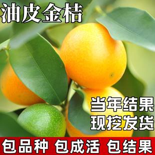 油皮金桔苗庭院地栽果苗室外金橘大树盆栽嫁接四季可食用当年结果