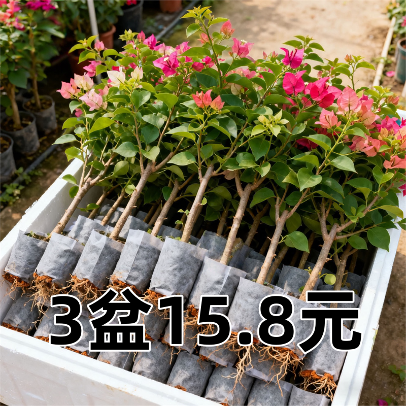 重瓣三角梅盆栽带花老桩大苗室内外爬藤植物红梅花卉四季多季开花